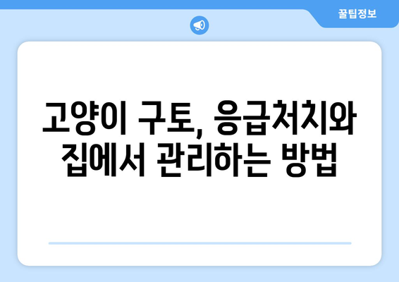 고양이 구토 색깔 해석| 위험 신호 파악하고 예방하세요! | 구토 원인, 증상, 응급처치, 건강 관리