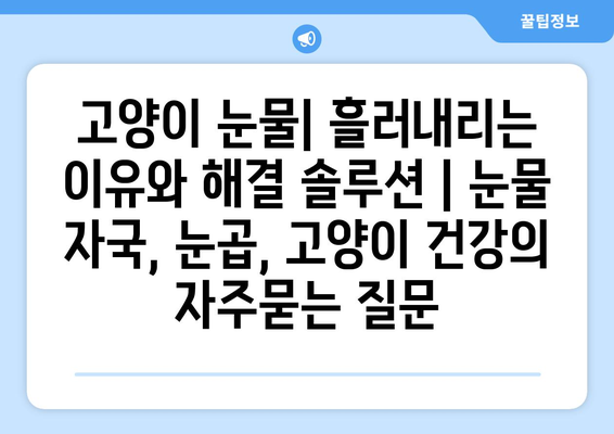 고양이 눈물| 흘러내리는 이유와 해결 솔루션 | 눈물 자국, 눈곱, 고양이 건강